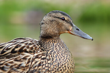 The female mallard or wild duck (Anas platyrhynchos), potrait in the green.