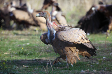 The griffon vulture (Gyps fulvus) at the feeding area. A large European vulture on a vulture feeding site with head and neck from blood and excrement.