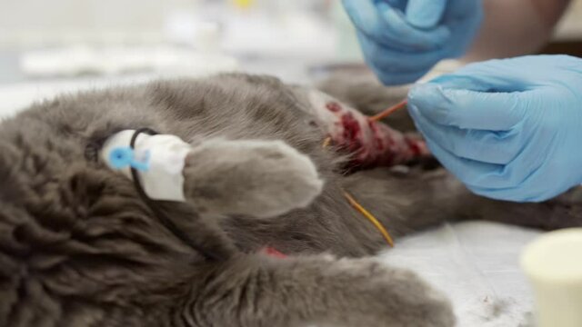 A veterinarian performs an operation on a cat's paw.