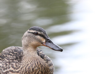 Female mallard duck in water facing right