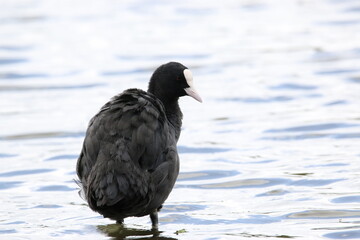 Coot stood in water looking to the side