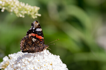 Red admiral on white buddleia