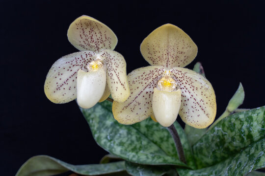 Closeup view of beautiful yellow with red dots blooming flowers of lady slipper orchid species paphiopedilum concolor isolated on black background
