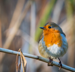 Robin perched on a branch, looking to the side