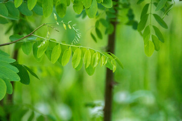green acacia leaves on twigs