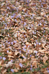 Glade with blue wildflowers sprouting through the fallen leaves among the green grass