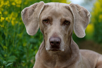 beautiful gray weimaraner head portrait outdoor