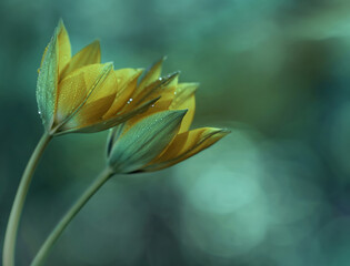 Fototapeta premium Tulipani gialli, fiori di primavera