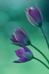 Fototapeta Kwiaty Tulipany botaniczne  obraz