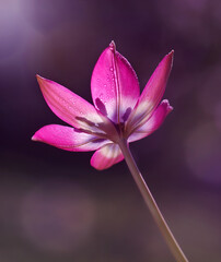 Różowy kwiat tulipan