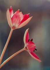 Czerwone kwiaty Tulipany 