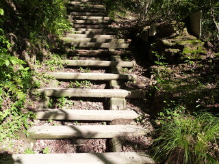 森の階段