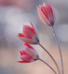 Tulipes roses, fleurs de printemps