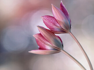 Fototapeta na wymiar Różowe Tulipany wiosenne kwiaty