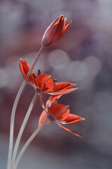 Czerwone kwiaty tulipany