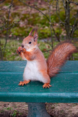Squirrel with a nut in its paws