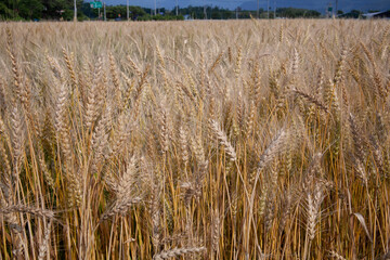 Wheat cultivation complex in Korea