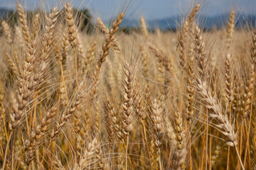Fototapeta premium Wheat cultivation complex in Korea