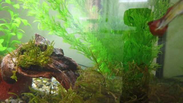 Fish swimming In freshwater aquarium