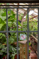 Greenhouse with rare plants. Unfocused security metal grating at the entrance