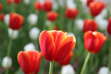 Fototapeta premium blurred floral background, white and red tulips in the park