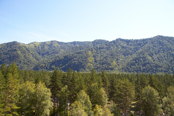 Beautiful trees on the territory of the Altai Mountains Russia summer