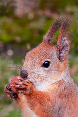 Naklejka na ściany i meble Squirrel with a nut in its paws