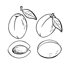 Hand drawn ripe apricots set isolated on white background. Sketch style vector eco food illustration.
