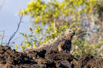 Iguana on the rocks