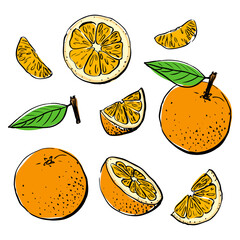 Set of hand drawn oranges on white background. Whole and sliced oranges with leaves in hand drawn style.