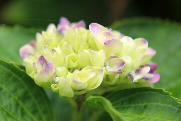 咲いていないアジサイ