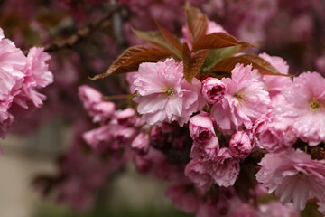 Beautiful blossoming sakura with water drops outdoors on spring day