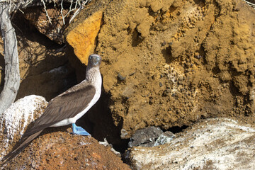 Blue footed booby staring