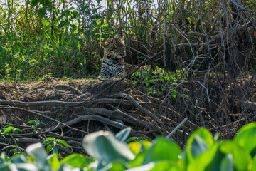 Front view of wild Jaguar licking itself in riverbank, Pantanal, Brazil © F.C.G.