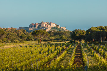 Fototapeta na wymiar Citadel of Calvi in Balagne region of Corsica