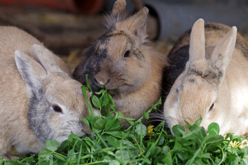 kaninchen fressen gerne frischen klee und gras