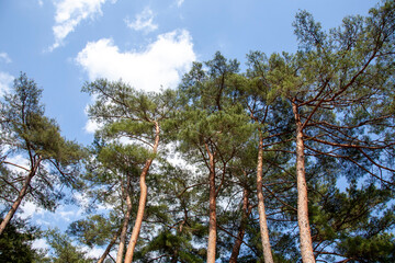
Beautiful pine forest road in Korea