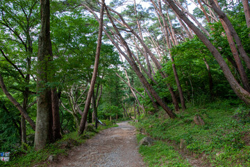 
Beautiful pine forest road in Korea