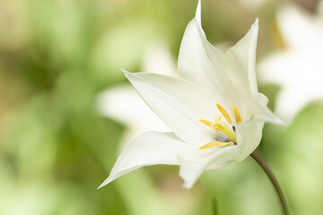 Fototapeta na wymiar open white tulip with unusual pointed petals
