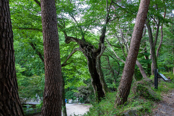 
Beautiful pine forest road in Korea