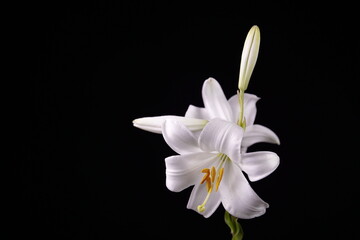 fiore bianco, giglio in primo piano
