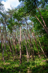 
Beautiful pine forest road in Korea