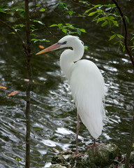 Great White Egret Stock Photo.  Close-up profile view standing on moss rock displaying beautiful...