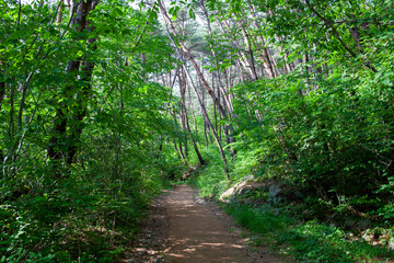 
Beautiful pine forest road in Korea