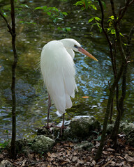 Great White Heron Stock Photo. Close-up profile view standing on moss rock displaying beautiful white fluffy feathers plumage by the water with a blur background in its environment .  Image. Picture. 