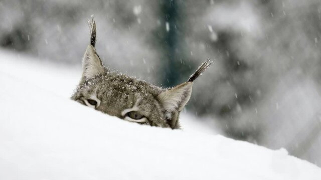 Slow Motion Lockdown Of The Top Of A Cat'S Head As It Turns And Looks Out Over A Snow Filled Landscape - Erfurt, Germany