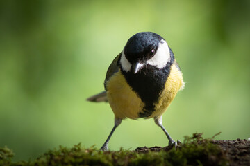 The great tit (Parus major) is a species of passerine bird. It measures about 14 cm, and has a black band (wider in males) along its yellow chest. The neck and head are black, with white cheeks.