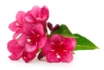 Pink weigela blossom.