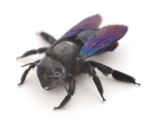 Xylocopa Violacea isolated on white.