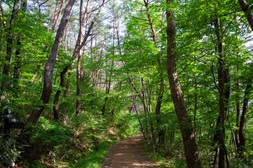 Obraz premium Beautiful pine forest road in Korea